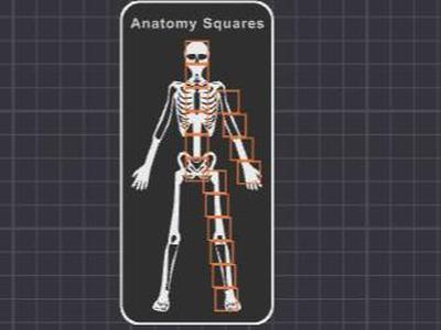 Anatomy Proportions Diagram Using Squares