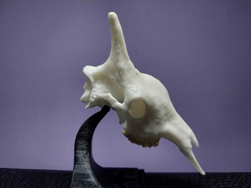 Mini Beasts Giraffe skull