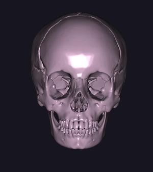 SKULL MODEL FOR STUDIO