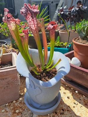 Pot pour plantes   