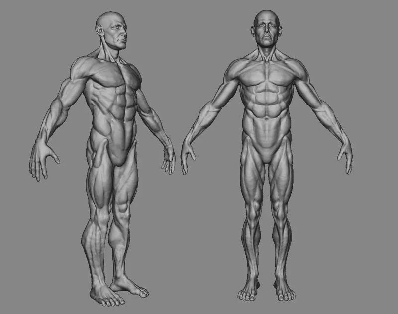Man Body 3d Model with details