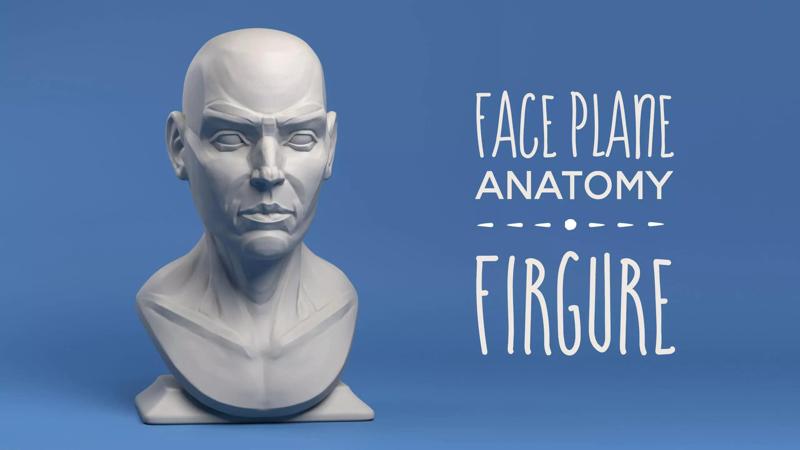 Face Plane Anatomy