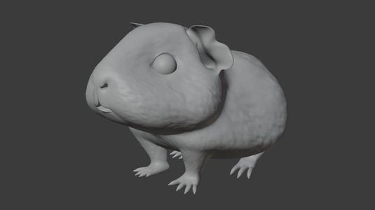 Guinea pig
