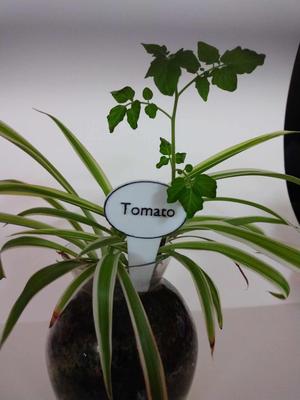 Garden Plant Label (set of 5)