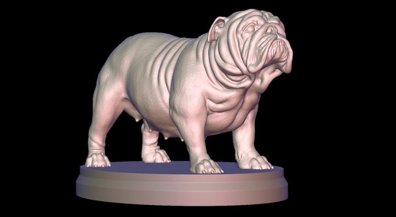 Pregnant English Bulldog