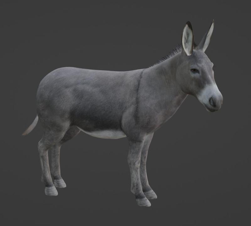 DONKEY