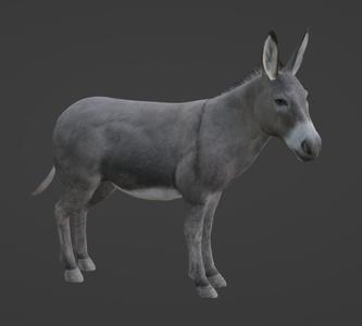 DONKEY