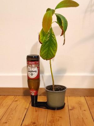 self watering plant with beer bottle
