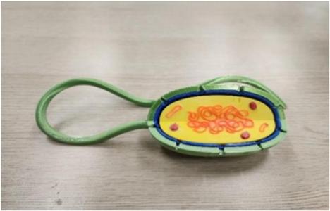 Prökaryot Hücre Modeli