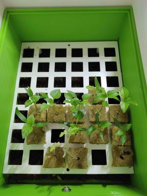 Anzuchtkiste für 42 Pflanzen