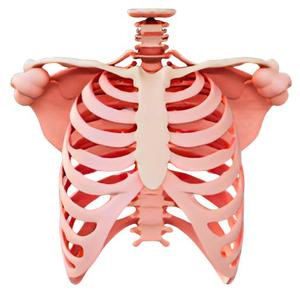 Human Rib Cage with Clavicles Model