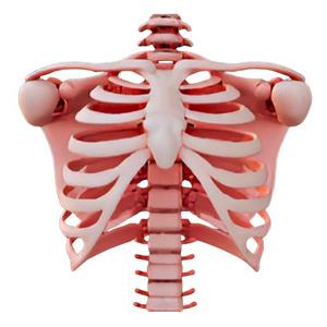 Human Rib and Thoracic Vertebrae