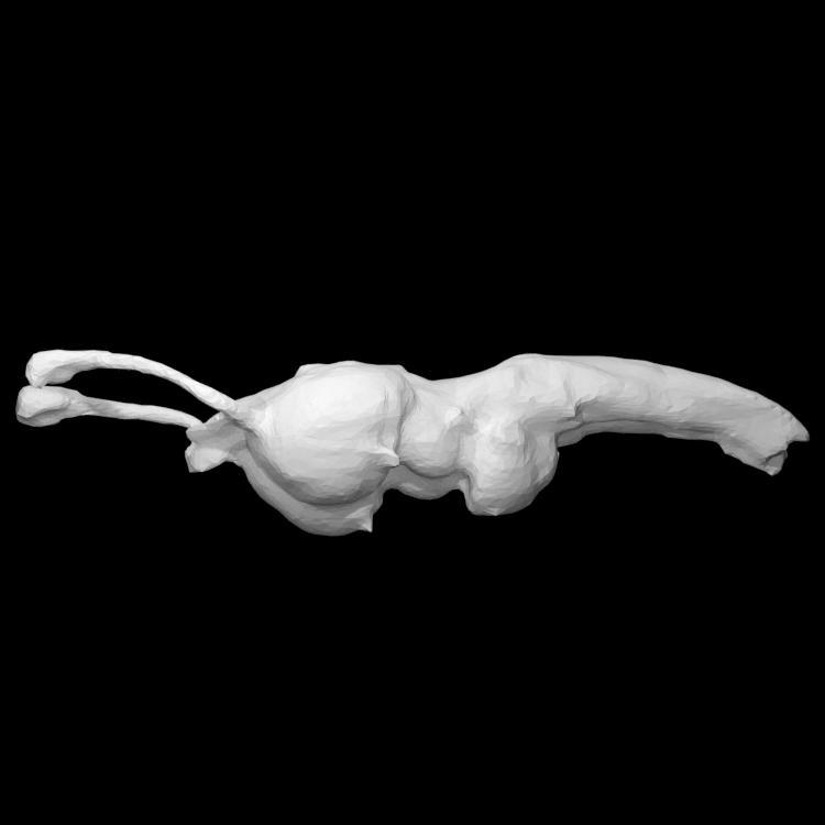 Nile Crocodile Brain