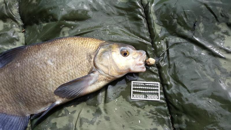 Boilie stops fishing