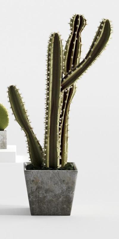 High Definition Cactus!