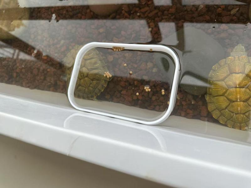 Magnetic aquarium feeding ring｜50 minute print｜adjustable height