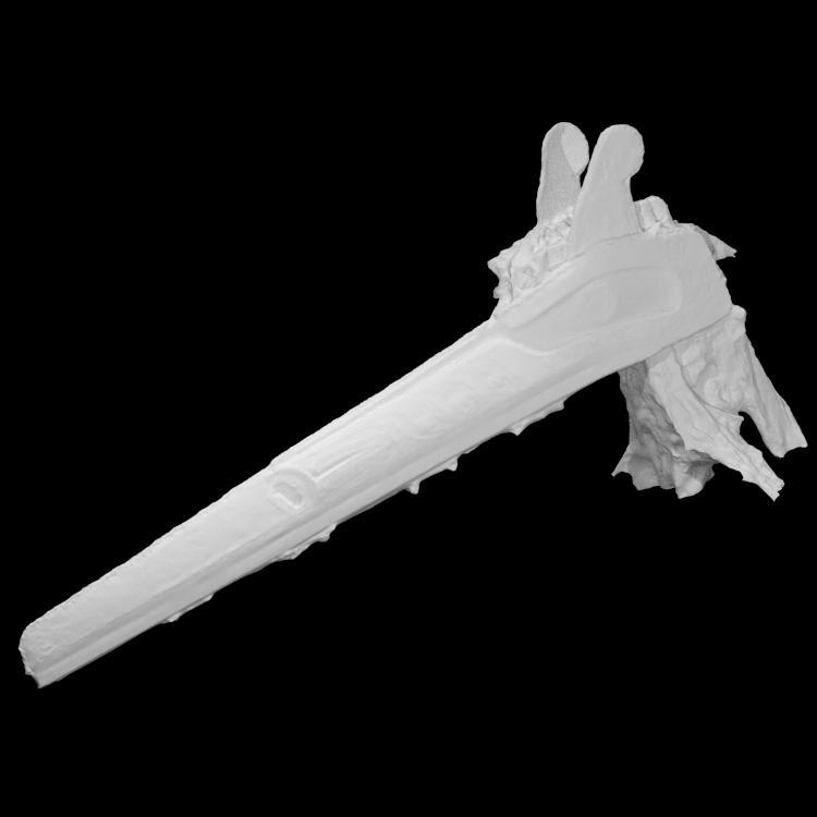 Mask - Huxwhukw (long beak)