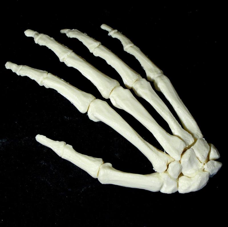 Bone - Hand - Right
