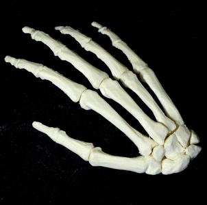 Bone - Hand - Right