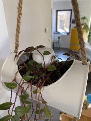 Dosing funnel for indoor plants