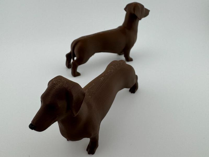 Dachshund "Wiener-Dog"