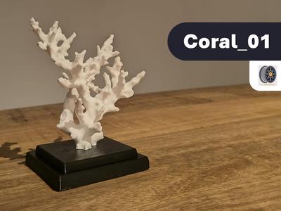 Coral_01 | Minimalistic nature decor