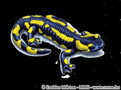 Salamandra Bookmark