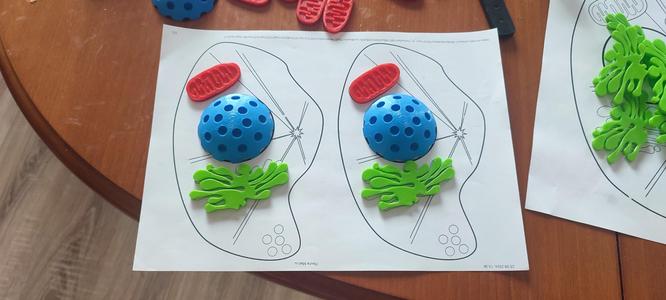 Cell biology for kindergarten (colouring book)