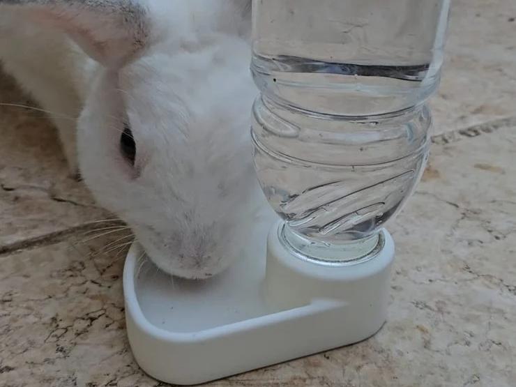 Water bowl dispenser