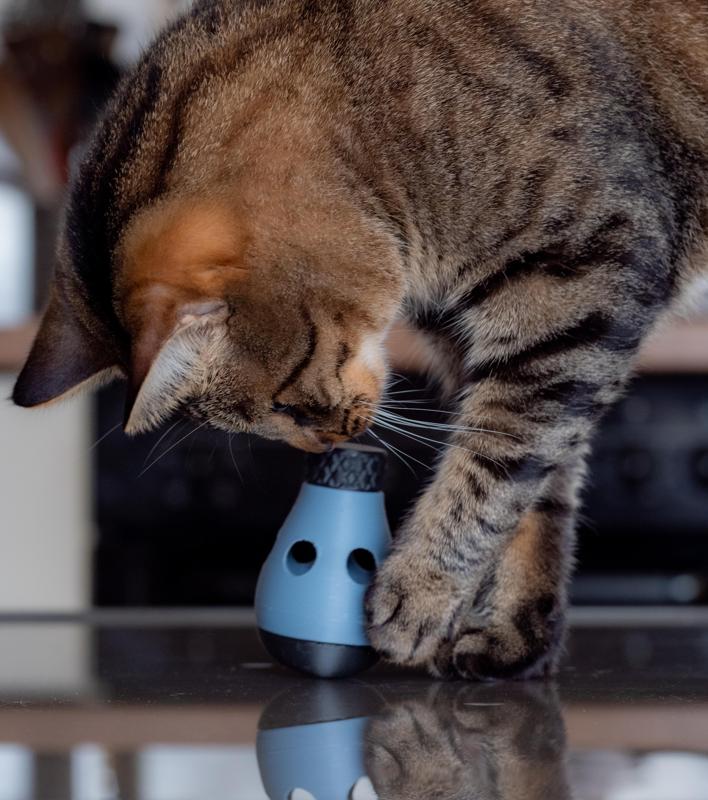 Educational toys for cats