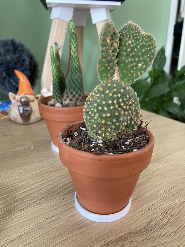 Simple plant bottom tray