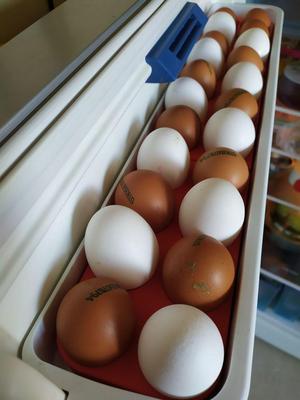 Egg Holder For Fridges
