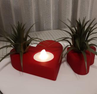 Valentine Hearts with Air Plant