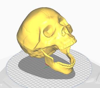 SKULL skull Funny skull realistic emoji skeleton meme