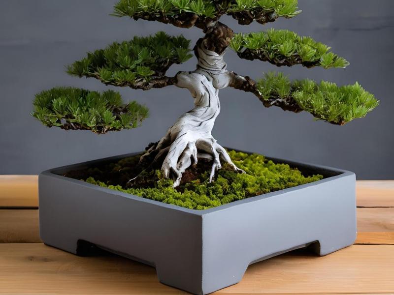 Minimalist Square Bonsai Pot