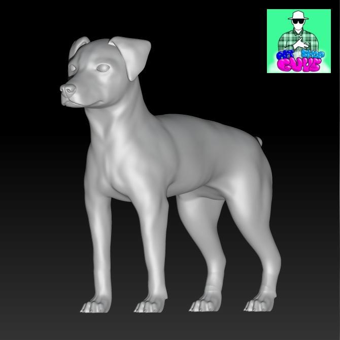 Fox Terrier Female Stand Short Tail Dog