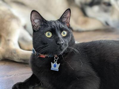 King's Crown Pet Tag