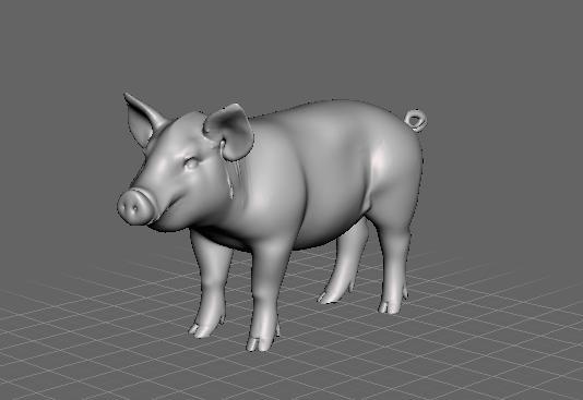 mini pig