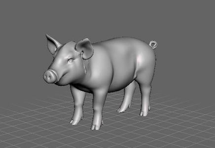 mini pig