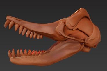 Skull of Livyatan melvillei