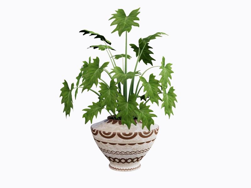 Green Plant with Artistic Patterned Pot