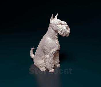 Zwerg Schnauzer