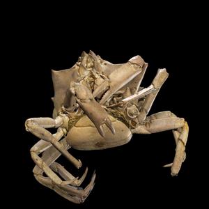 CRAB CRUSTACEOUS CRAB AMPHIBIAN TADPOLE ANIMAL F V ANATOMY 3D MODEL WATER OCEAN RIVER RAPTOR