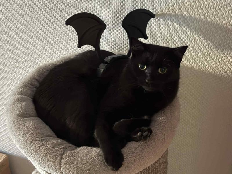 Cat Bat Wings