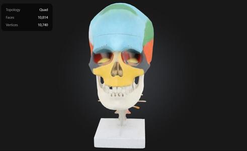 Didactic Skull on Cervical Vertebrae with Nerves and Arteries