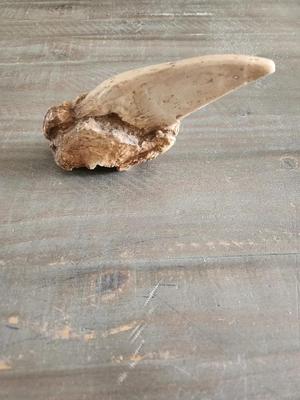 Sabertooth Tiger Claw   