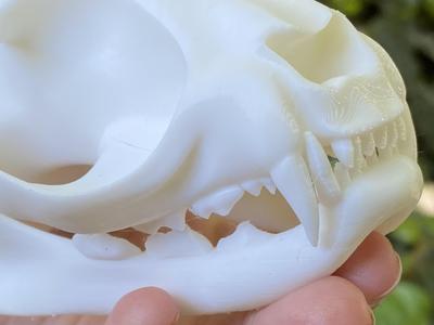 Cat skull