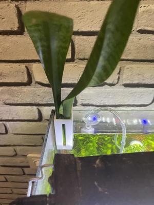 Aquarium plant holder for 4mm glass aquariums   
