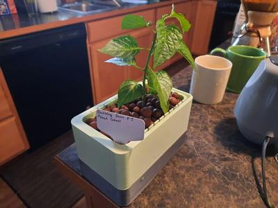 Hydroponic Window Planter