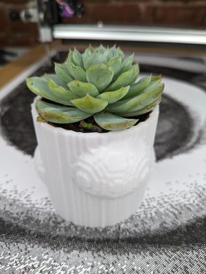 Geometric Succulent Pot